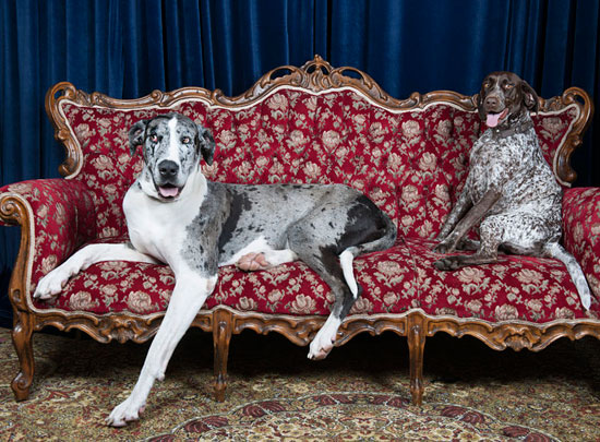 Upholstery Cleaning in St. George